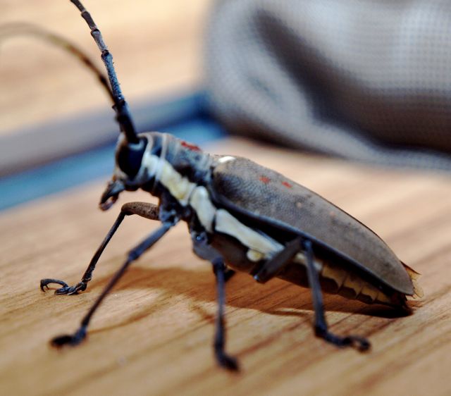 Big Ass Bug 72